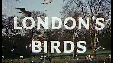 Londons Birds filmed by Raymond Cordero and Bill P...