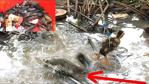 Câu cá lóc bằng vịt, chiêm ngưỡng pha bay táp uy lực kịch tính cận cảnh và đi thăm cửa ngục vô mánh