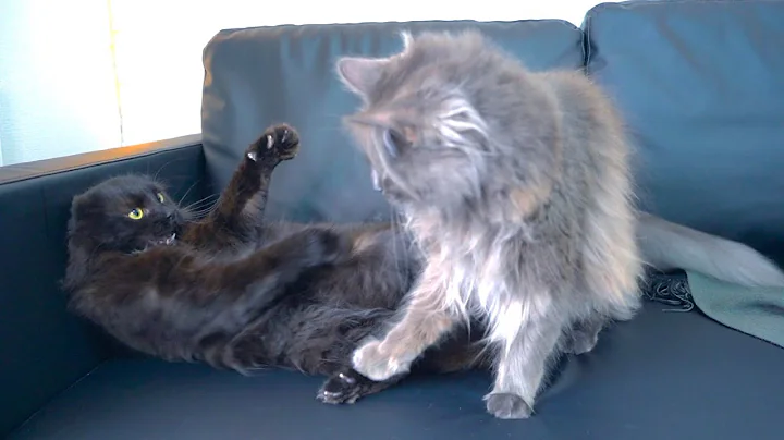 Video 1751071: siberian forest cat, ragamuffin, cute cat play fighting