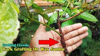 Grafting Lesson: Bark Grafting Method On Wax Jambu