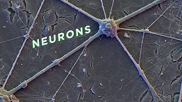 Brain Neurons | Ambient Electron Microscopy with Synth Music