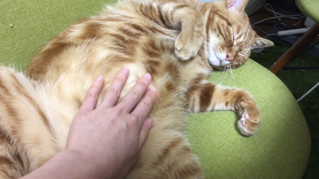 猫の便秘解消お腹のマッサージ Youtube