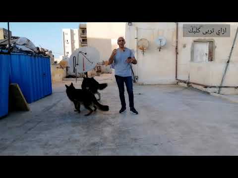 فيديو: منع التبول الكلب على السجاد