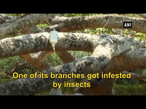 700 year old banyan tree receives saline treatment for infestation