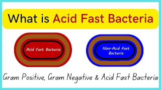 What is Acid Fast Bacteria | Everything about Gram +ve , Gram -ve  \& Acid Fast Bacteria