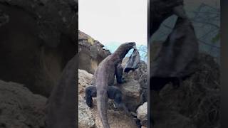 😱Komodo dragons jump off rock cliffs while carrying their prey