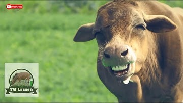 Sapi Joget | Sapi Mo Joget | Suara Sapi Mo Joget | Sapi Lembu Joget