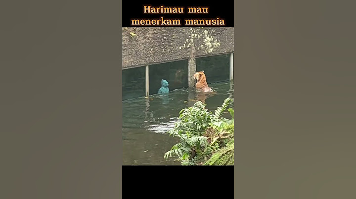 Detik-detik Harimau Berniat Menerkam Manusia Dari Belakang (Untung ada kaca)