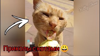 Лучшие Приколы С Котами 2021/Смешные Коты 😂 Приколы С Собаками 🐶 Поющие Коты 😂 Приколы С Животными 😻