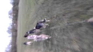 VIDEO0068.3gp