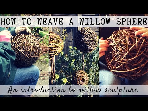 Video: Spherical Willow (47 Photos): Description Of Brittle And Self-cutting Willow, Spherical Willow In Landscape Design, Reproduction, Planting And Care