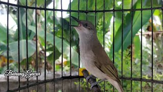 Download Lagu Masteran Burung Full Isian Tembakan Cucak Kombo - Kecial Kombo Lombok #kecialkombo92 MP3 Download Lagu Masteran Burung Full Isian Tembakan Cucak Kombo - Kecial Kombo Lombok #kecialkombo92 MP3