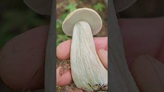 A Beautiful Young King Bolete Mushroom #food