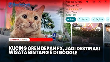 De virale oranje kat wordt een 5-sterren toeristische bestemming op Google