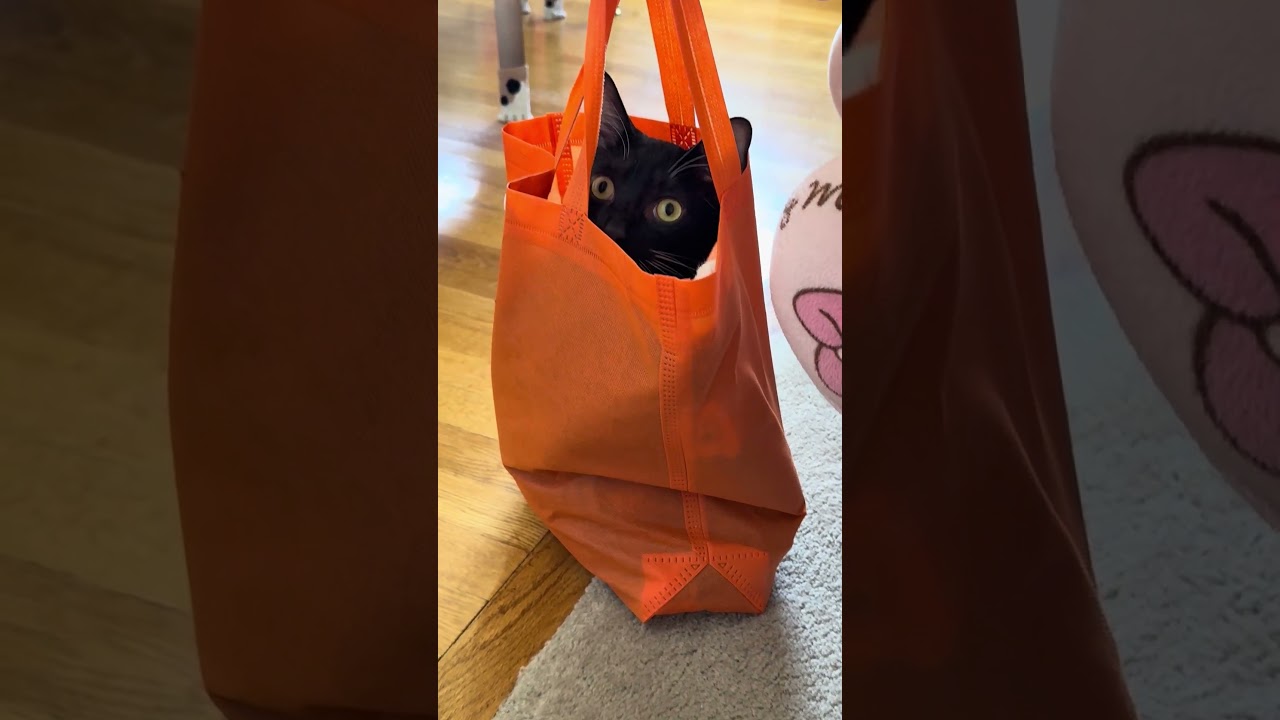 cat series(10) - YouTube