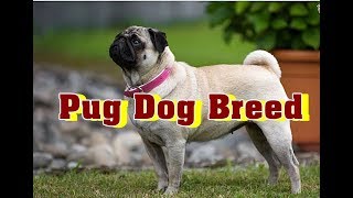 Pug Dog | Pug Dog Breed Information