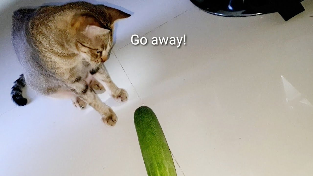 Funny Cats Vs Cucumber The best cucumber "reaction" ever🤣 YouTube