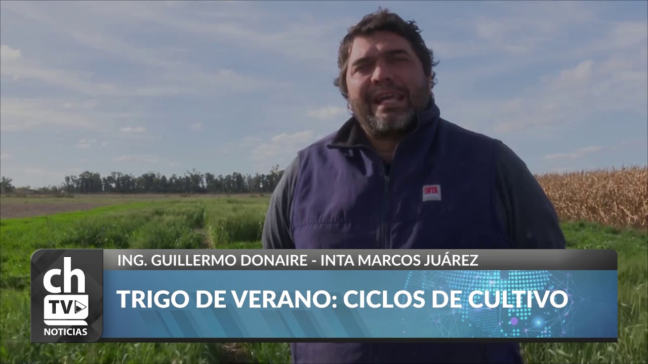 GUILLERMO DONAIRE - TRIGO DE VERANO: CICLOS DE CULTIVO
