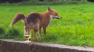 50 Incredible Animal Moments Caught On Camera! by AmaziCo 2,684,059 views 7 months ago 10 minutes, 53 seconds