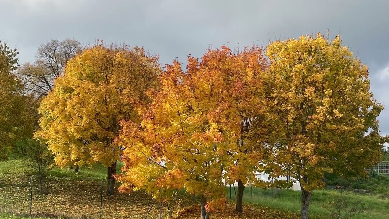 Dream Your Dream wunderful Piano Sound Bicycle Tour