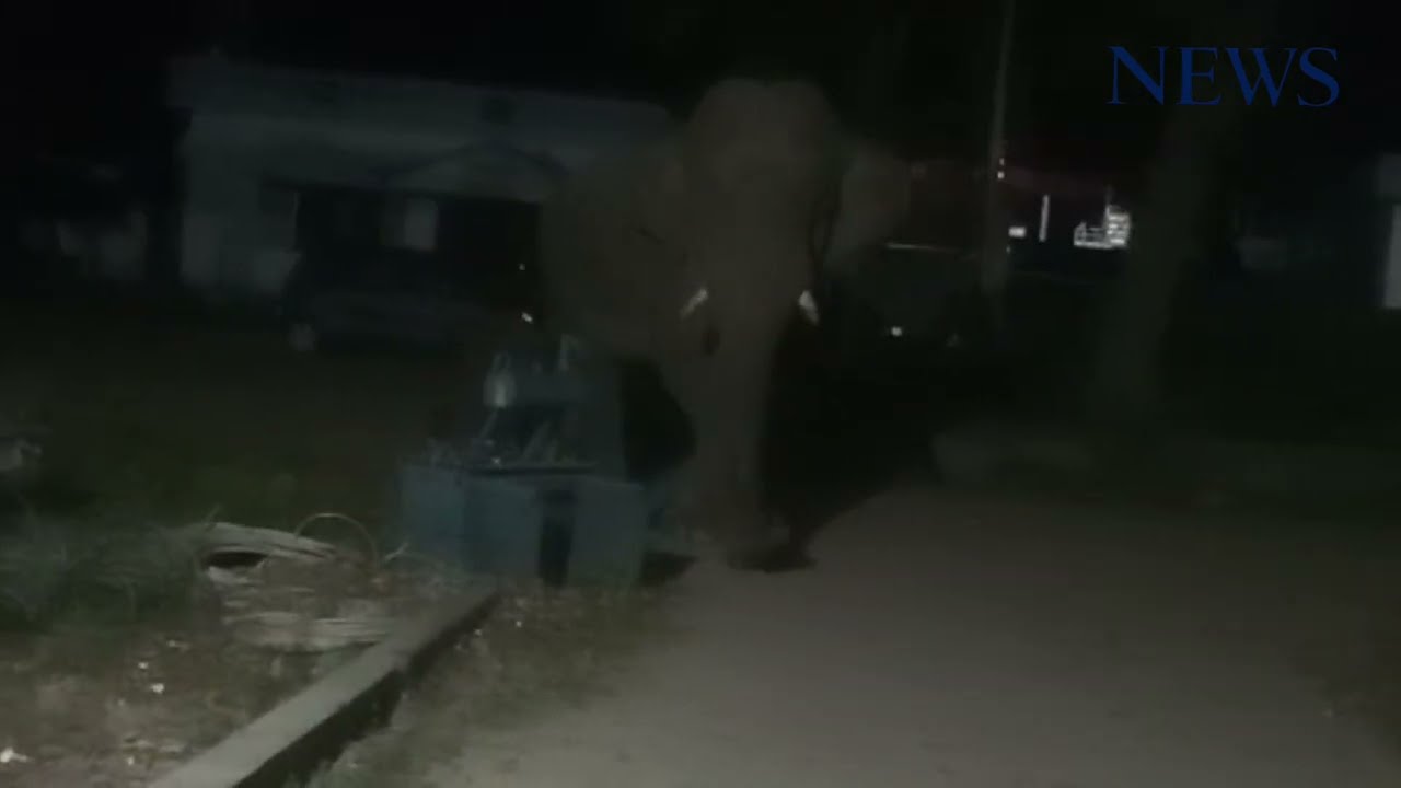 #news कालाढूंगी हाईडिल पर हाथी 