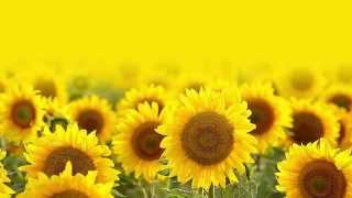 Non-Gmo Sunflower Oil The Best Choice For Food Manufacturers