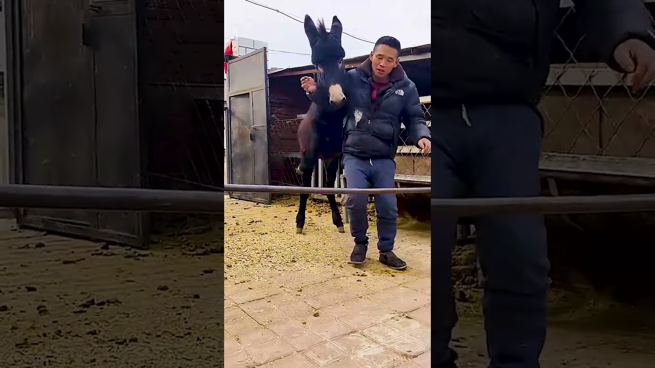 Ever Donkey Training the fun way 215