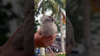 Meet Bright Our Only Quail Male Sound On For A Cute Kid Narration