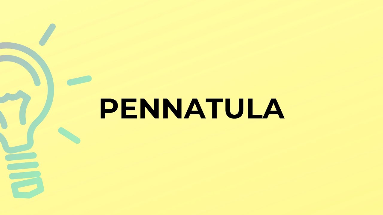 What is the meaning of the word PENNATULA?