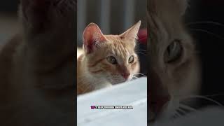Cat Training Tips 🐱 Train Your Cat Fast! #CatTraining #Cats #PetTips #KittenTraining