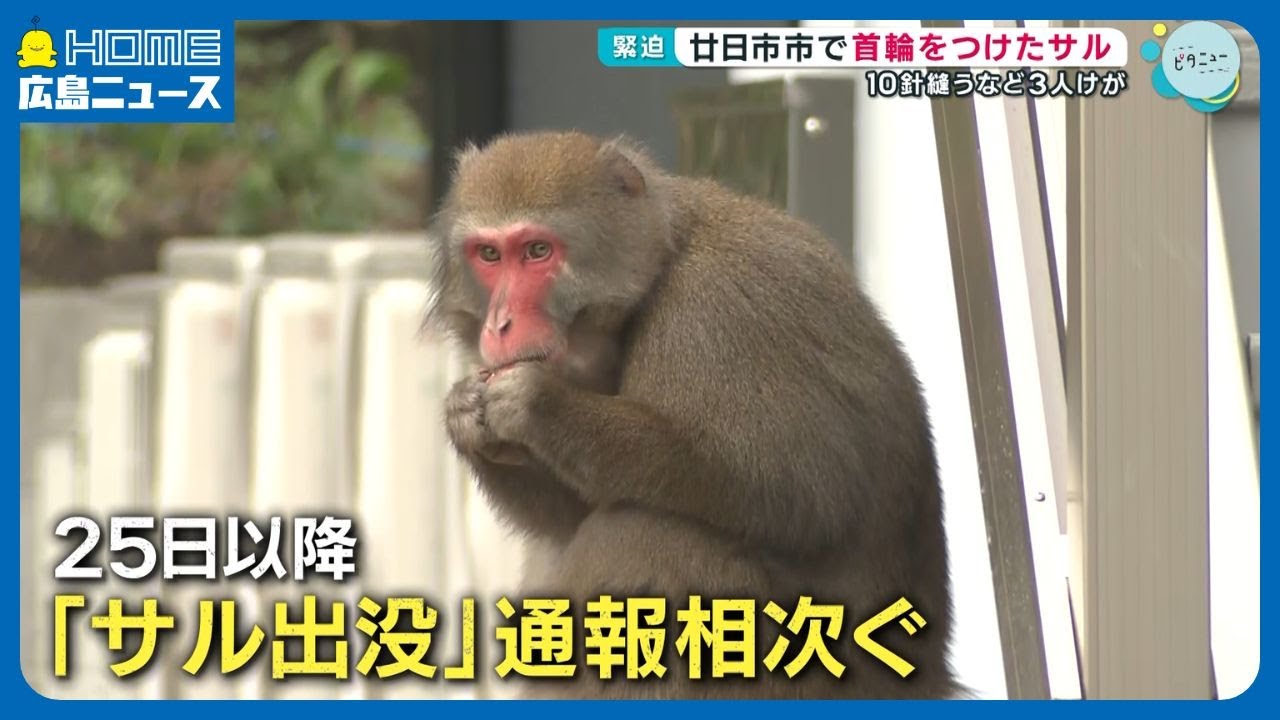 Collared monkey in Hatsukaichi City leaves 3 injured, including