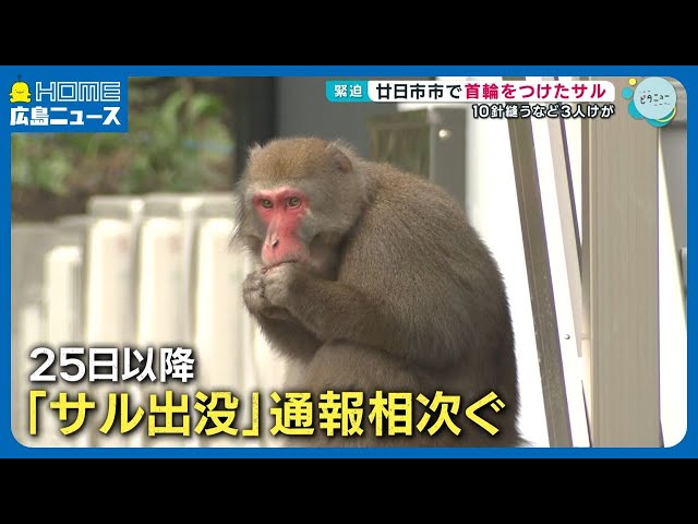 Collared monkey in Hatsukaichi City leaves 3 injured, including