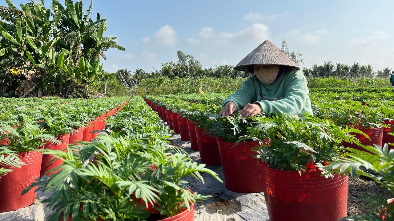 TẬP 6 | HƯỚNG DẪN TRỒNG HOA VẠN THỌ TẾT 2026 | NGẮT CƠI NGỌN VÀ LƯU Ý