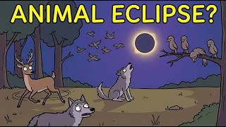 What Do Animals Do During an Eclipse