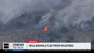 Wild animals are fleeing their habitats because of fires around the region