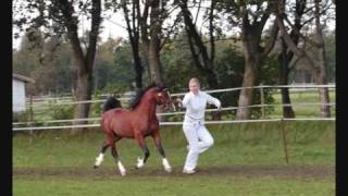 Gribsvads Bobby 2-year-old Welsh sec. c stallion from DK