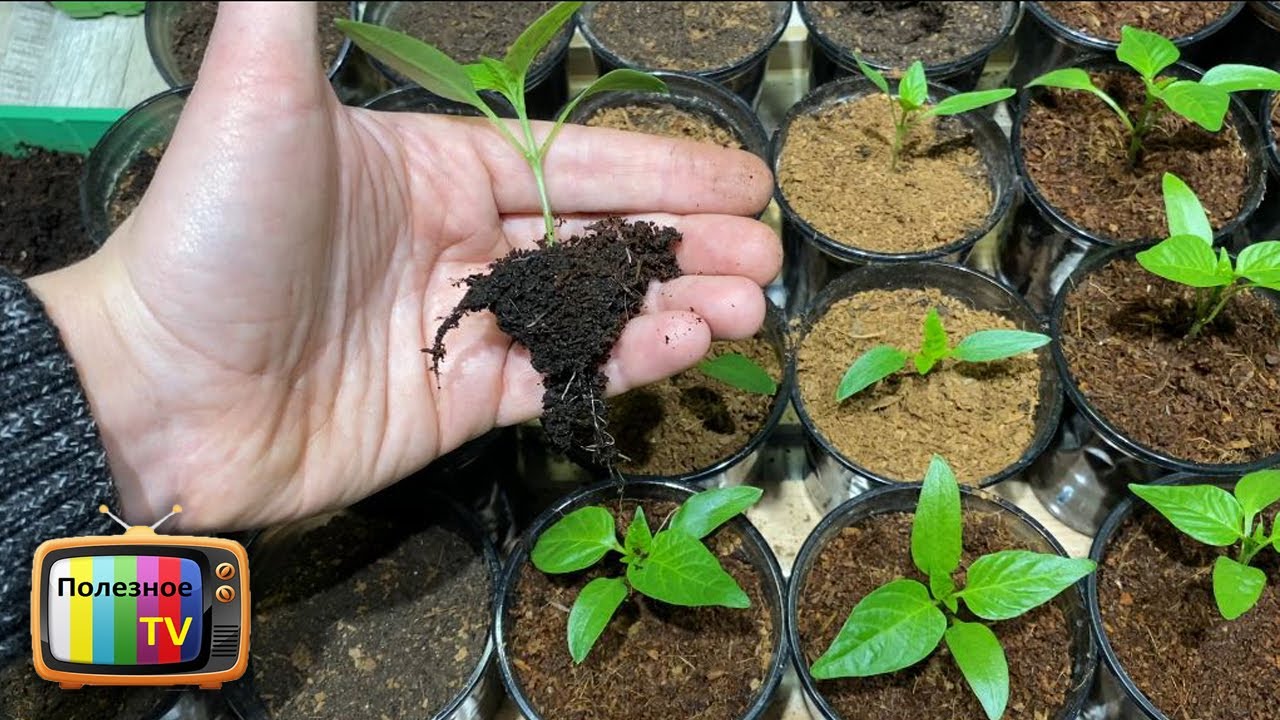 Не пикируйте рассаду, пока не посмотрите это видео.