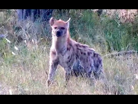 Hyena with Impala breakfast. Africa river cam. 07.30 / 27 july 2019