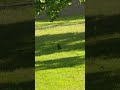 Komik videolar yemek arıyor karga