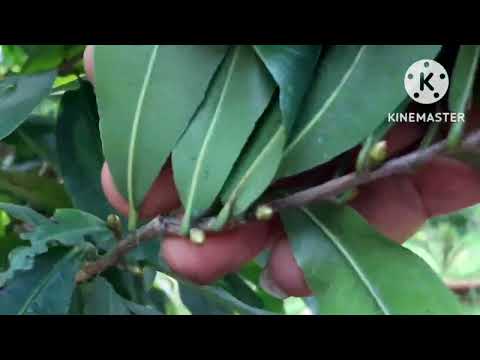 Video @cây mai bị héo rủ, rụng lá do thiếu nước,làm thế nào... - youtube
