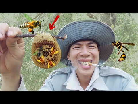 Video Thử Thách Bắt Tổ Ong Rừng Kỳ Lạ .Suýt Bị Ong Đốt Sưng... - youtube