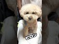 動画は可愛く映りたい三桜w #dog #トイプードル #犬のいる生活 #toypoodle #犬