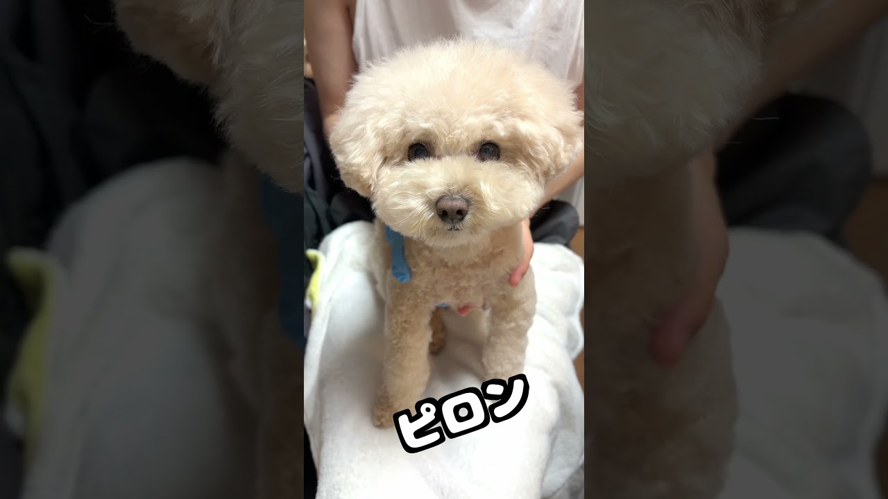 動画は可愛く映りたい三桜w #dog #トイプードル #犬のいる生活 #toypoodle #犬