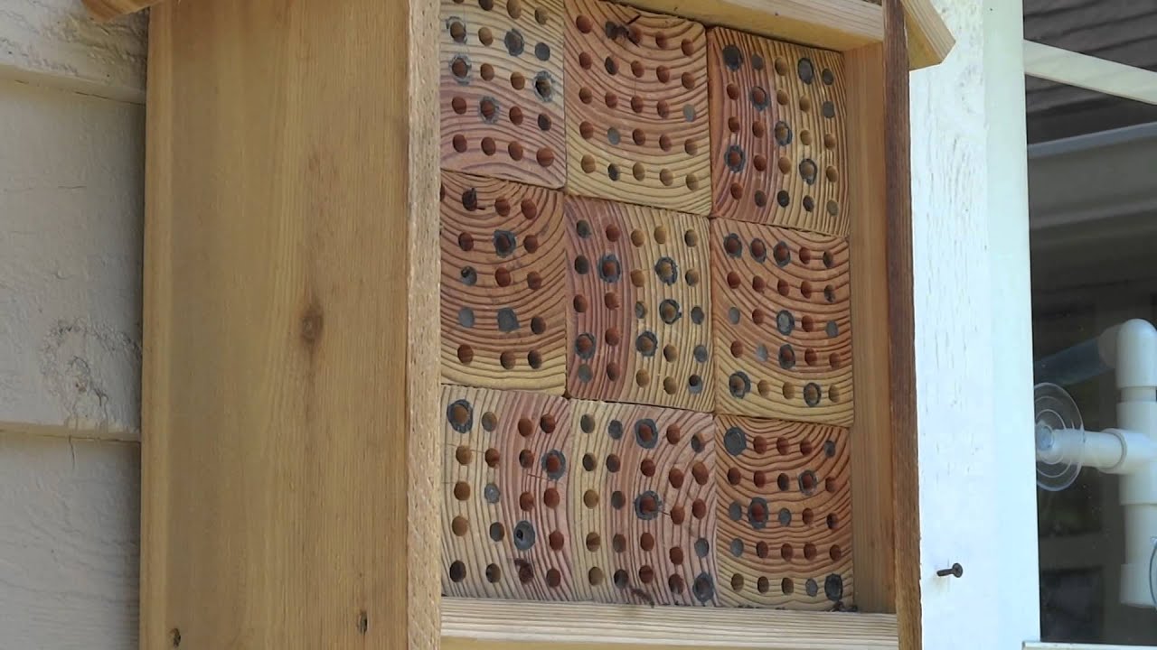 Red and Black Mason Wasps