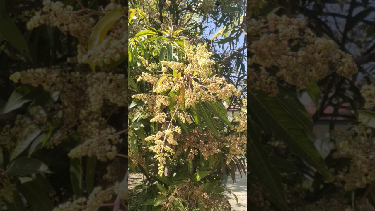 Aam season coming..🤤 