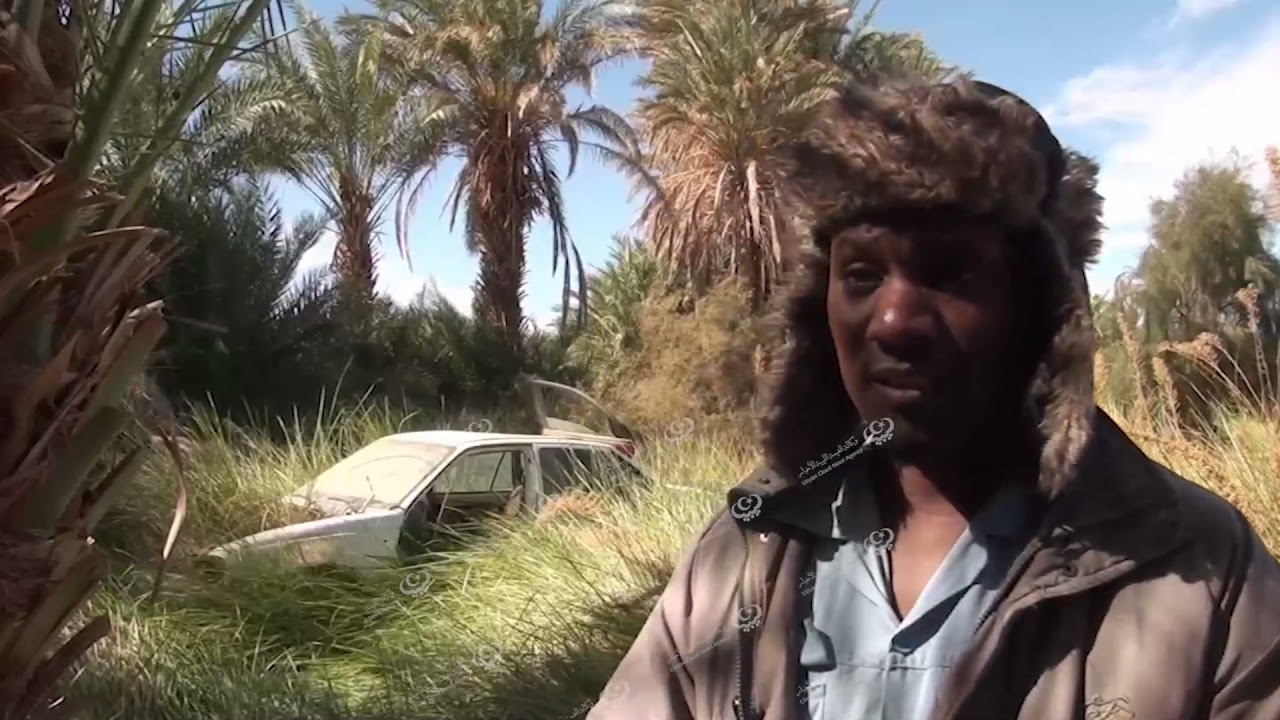 معاناة الفلاحين ببلدية بنت بية من انتشار نبات (الديس) الضار بحقولهم ومزروعاتهم LCNA