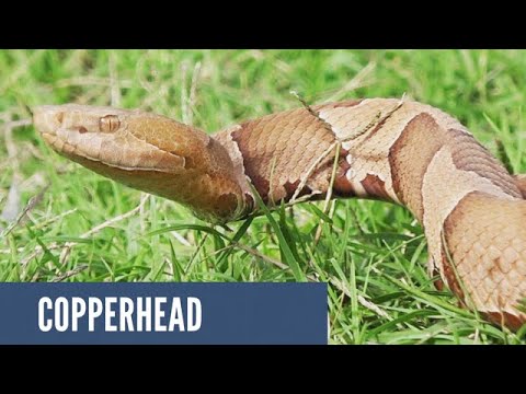 western diamondback rattlesnake facts Juvenile Copperhead Tulsa County, OK