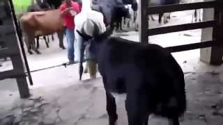 mating animals funny video Reproducing Donkey Mating with Horse