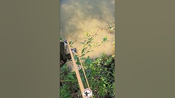 Slingshot fish - Bắn cá bằng ná thun