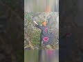 Naruto Bengali Dub: Pain बोले ‘Almighty Push’ 🤯😂 #shorts